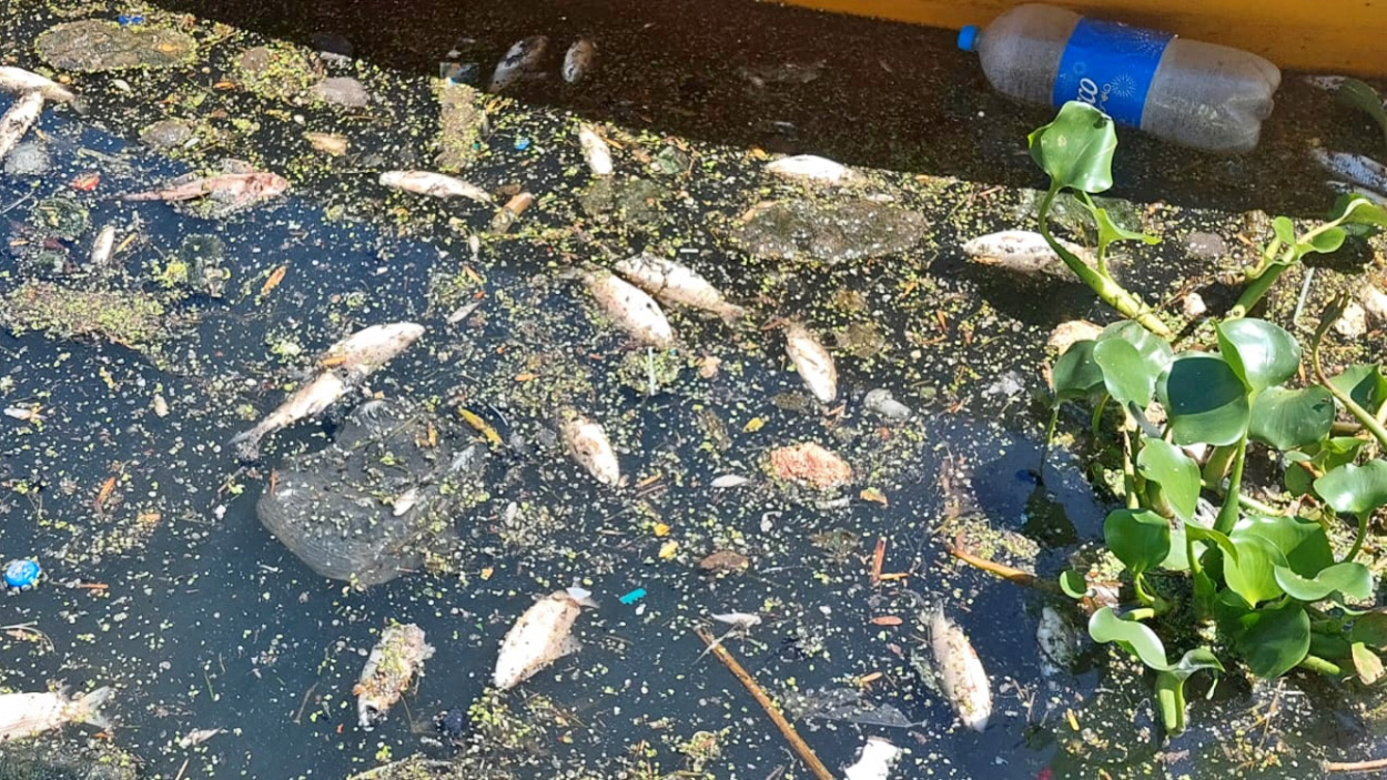 Mortandad de peces y contaminación ¿Qué pasa en el arroyo Ludueña?